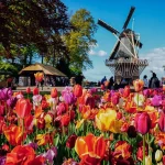 keukenhof-amsterdam-tulips